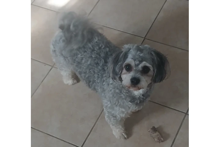 $1 : Perros en adopción image 4