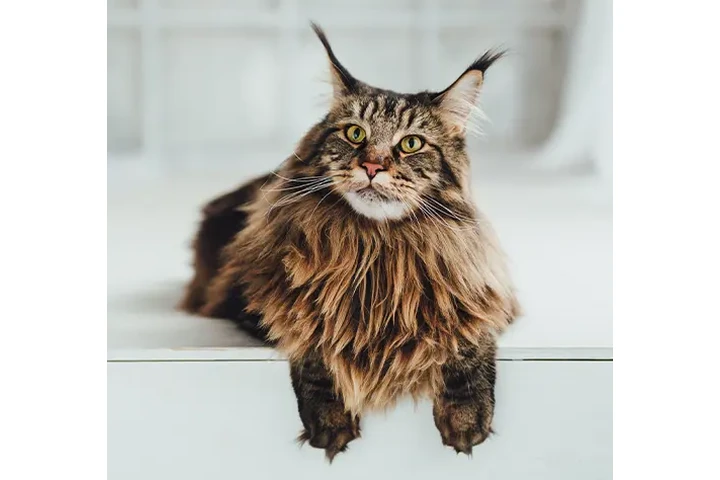 $4000000 : Linda Mascota Gatos Maine Coon image 2