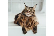 $4000000 : Linda Mascota Gatos Maine Coon thumbnail