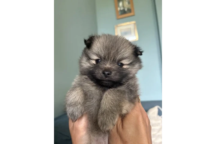 $240 : Teacup Pomeranians available image 3