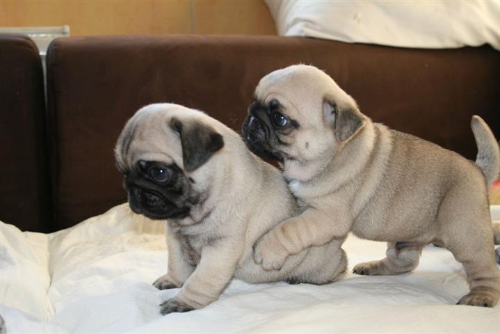 $500 : gentle pug puppies available image 2