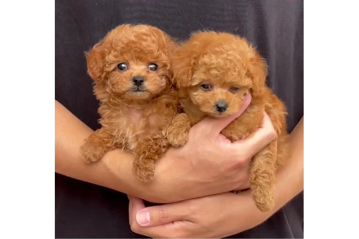 $400 : Cute Poodle & Maltese Puppies image 3