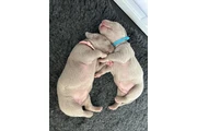 Weimaraner pups  KC reg silver en Los Angeles