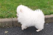 ALL TRAINED POMERANIAN PUPPIES thumbnail