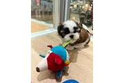 $350 : cachorros Shihzu thumbnail