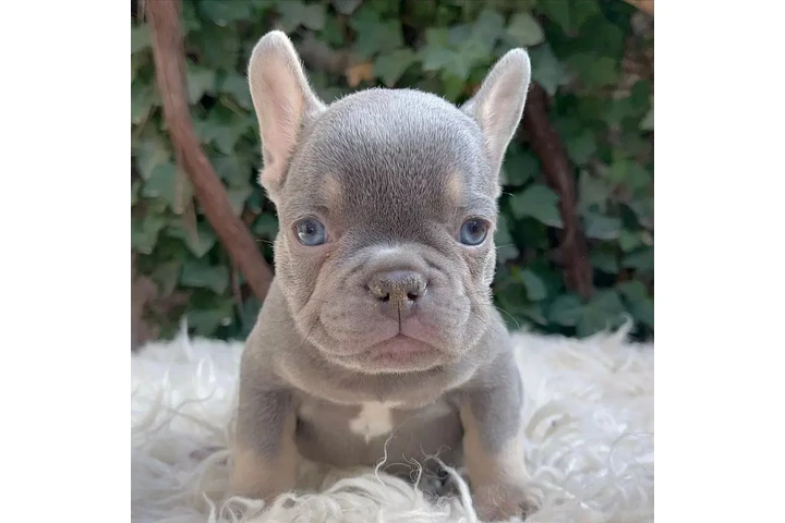 $300 : Pomeranian and French bulldog image 4