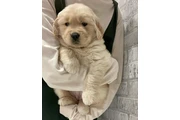 cachorro golden retriever en Indianapolis