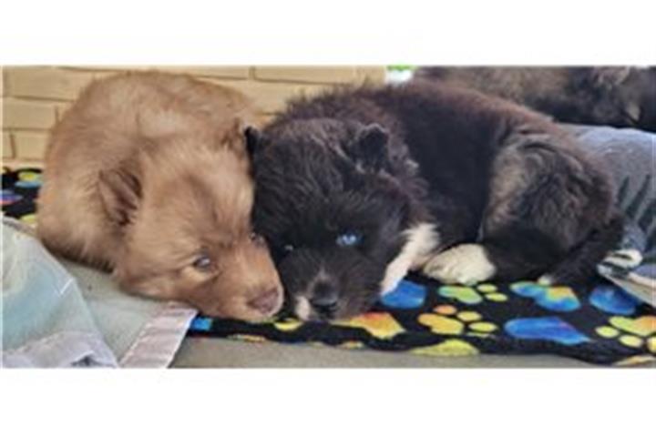 $500 : Sweet Siberian Husky Puppies image 2