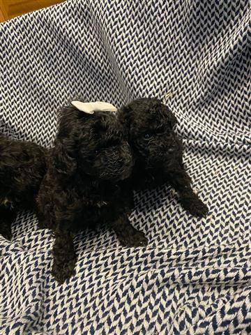 PUREBREED POODLE PUPS image 1