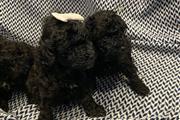 PUREBREED POODLE PUPS thumbnail