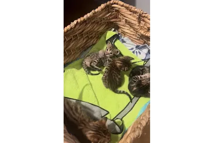 $10 : Gatitos raza savanna 🐱 image 4