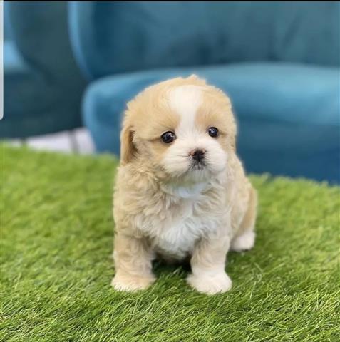 $320 : Mini maltipoo puppies image 1