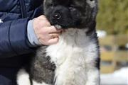 Akita puppy for adoption