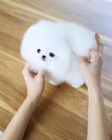 $350 : Pomerania en venta image 2