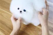 $350 : Pomerania en venta thumbnail