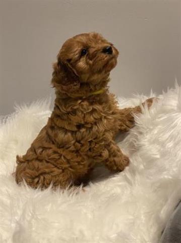 $800 : Beautiful Cavapoo Puppies image 5