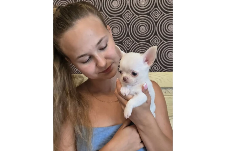 $350 : Cachorros Chihuahua en venta image 1