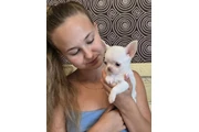 $350 : Cachorros Chihuahua en venta thumbnail