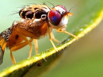 Orange County erradicó la mosca de la fruta