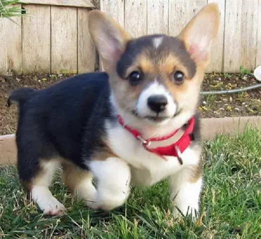 $550 : Welsh Corgi Pups for sale image 3