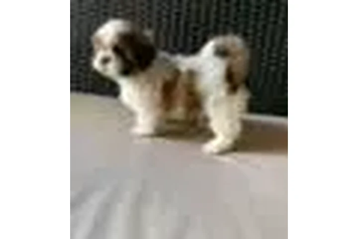 $400 : Shih Tzu puppies ready now image 2