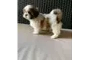 $400 : Shih Tzu puppies ready now thumbnail