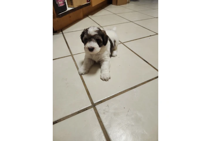 $380 : Tengo cachurras maltés 2 meses image 4