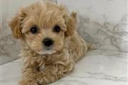 Poodle puppy for adoption