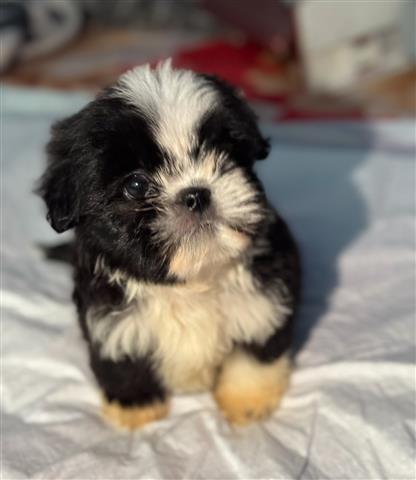 $700 : Shih tzu machito image 1