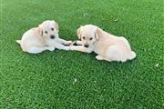 Golden Retriever thumbnail