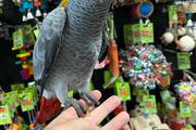 African Grey Parrot for Sale❤