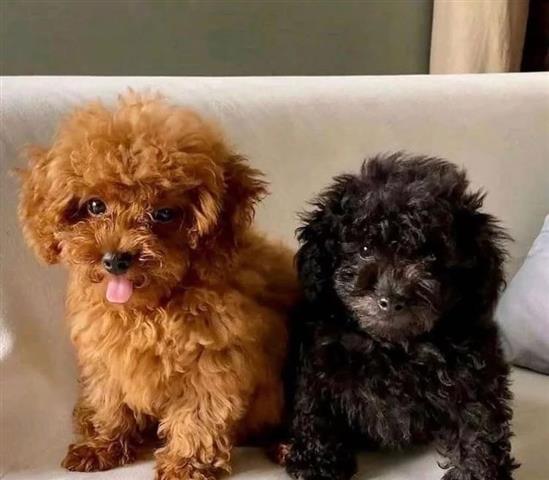 Teacup Poodle Puppies image 1