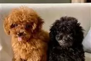 Teacup Poodle Puppies