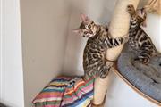$500 : hermoso gatito de bengala en v thumbnail