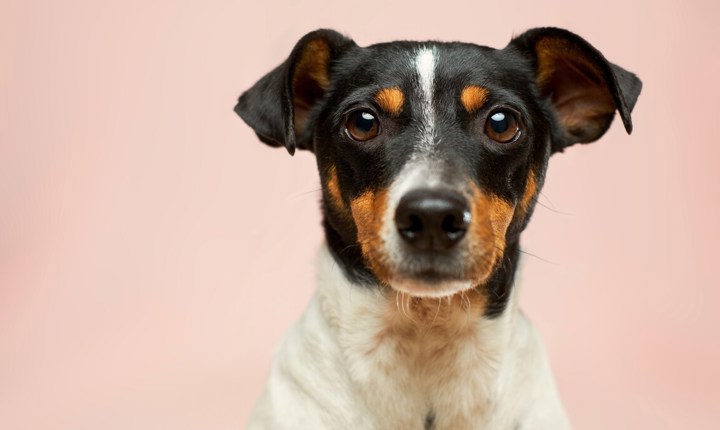 Los gusanos del corazónpueden afectar a su perro