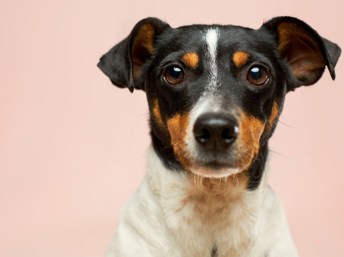 Los gusanos del corazónpueden afectar a su perro