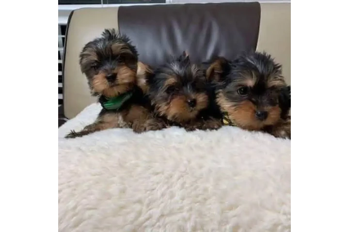 $600 : Hermoso y lindo T.E.A.C.-U.-P. image 1