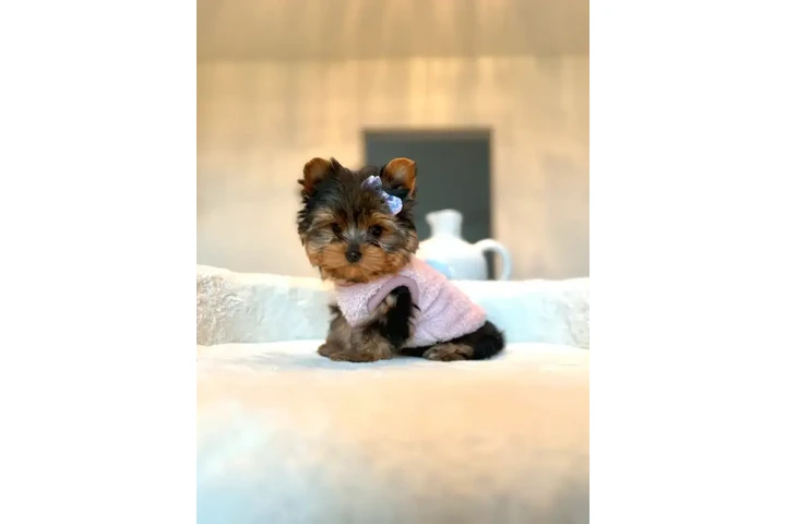 $999 : Yorkie and Morkie puppies image 6