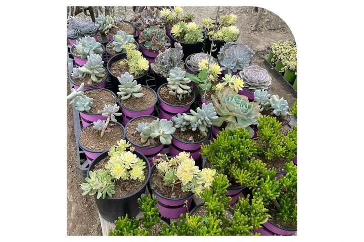 VIVERO image 3