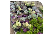 VIVERO thumbnail