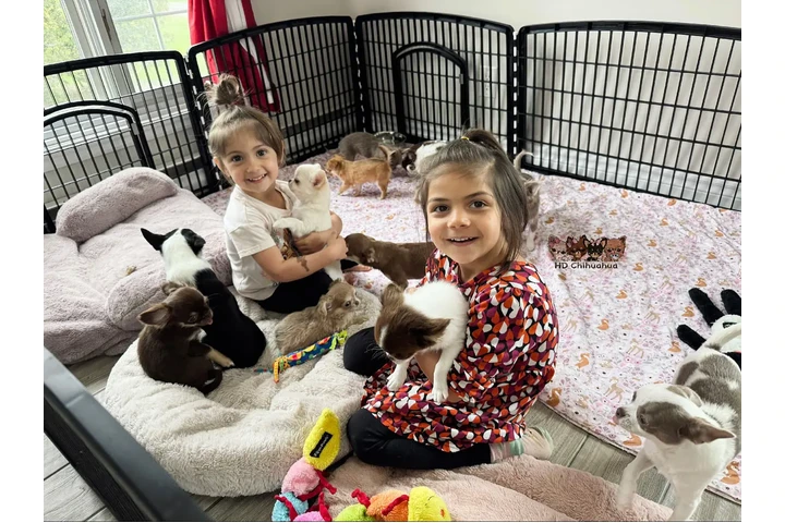 $550 : Furry chihuahua puppies for ad image 4