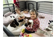 $550 : Furry chihuahua puppies for ad thumbnail