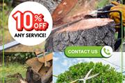 Professional Tree Services! thumbnail