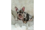 $1500 : French bulldog thumbnail
