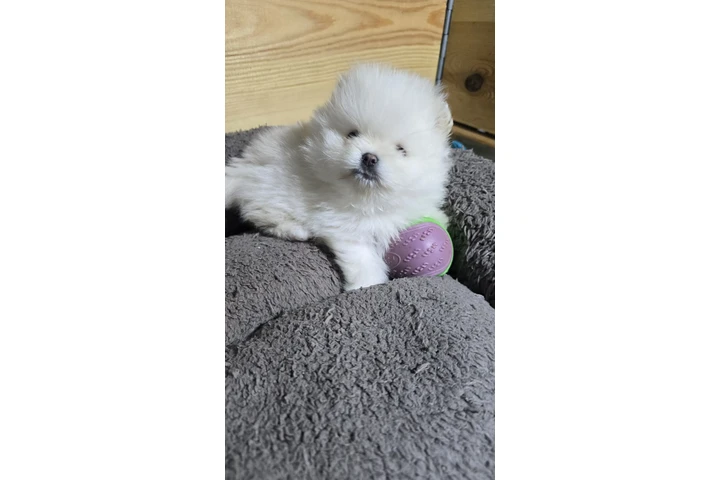 $380 : Teacup Pomeranians Ready image 2