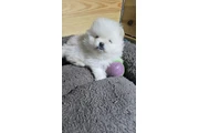 $380 : Teacup Pomeranians Ready thumbnail