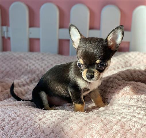 $250 : Chihuahua puppies for sale image 2