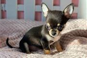 $250 : Chihuahua puppies for sale thumbnail