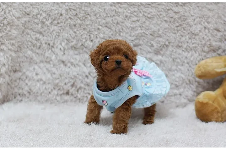 $350 : Micro Poodle image 1