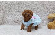 Micro Poodle en Indianapolis
